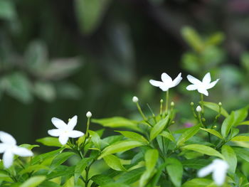 Close-up of white flowers blooming outdoors