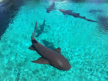 High angle view of fish swimming in sea