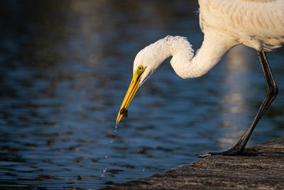 Close-up of heron in lake