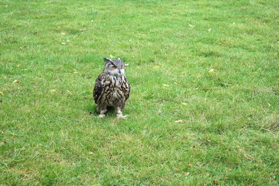 Bird on grassy field