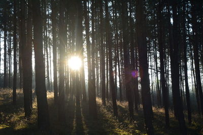 Sunlight streaming through trees in forest