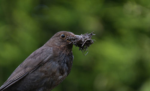 Bird holding plant in beak