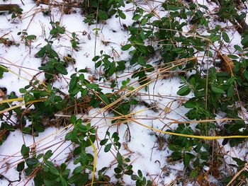 Close-up of tree branch