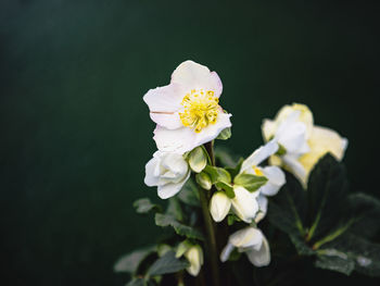 Close-up of white flowering plant