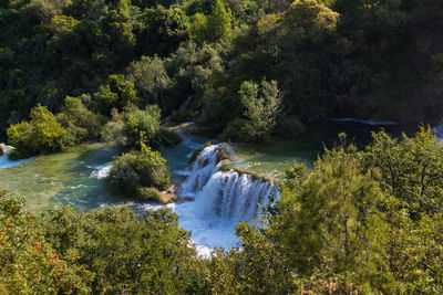 Scenic view of river amidst trees in forest