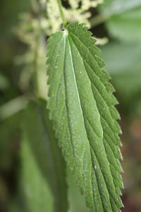 Close-up of wet plant