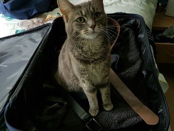 High angle view of cat sitting in empty luggage on bed