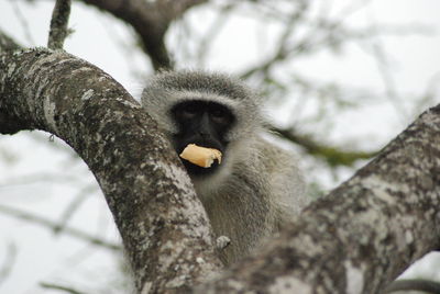 Monkey in tree with food