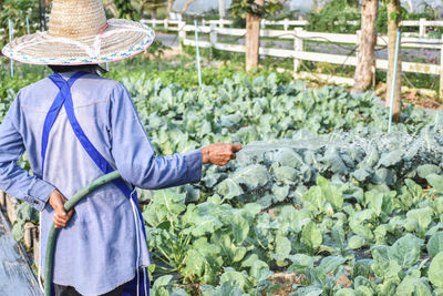 A gardener take care vegetables.
