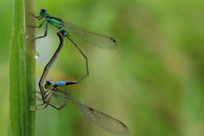 Close-up of damselfly on leaf