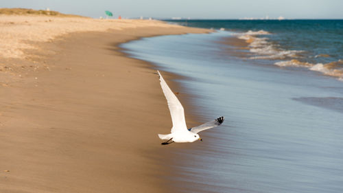 High angle view of swan flying over sea