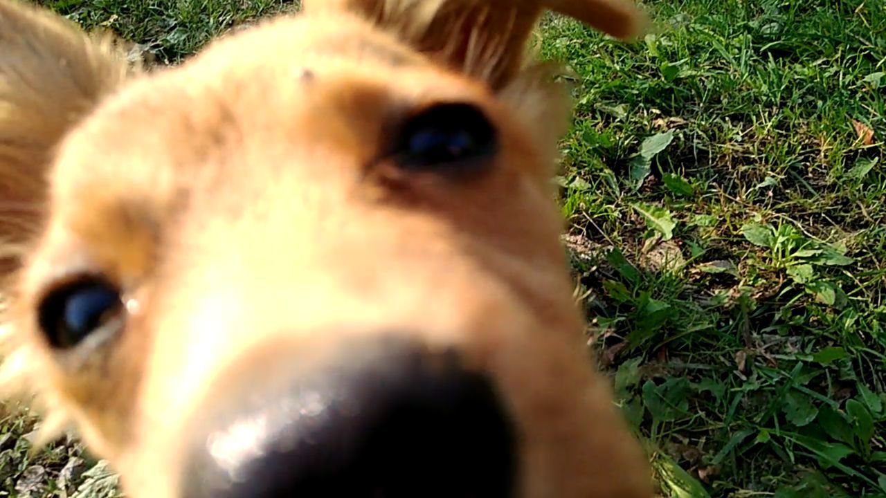 CLOSE-UP PORTRAIT OF A HORSE