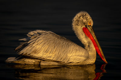 Close-up of pelican