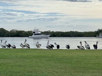 Birds in a lake