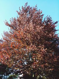 Low angle view of flowering tree against clear sky