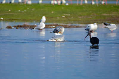 Seagulls on a lake