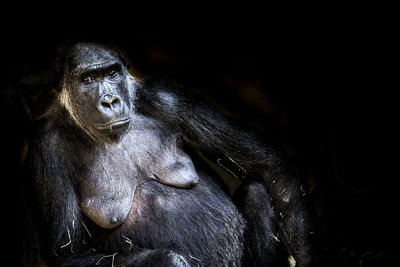 Portrait of female gorilla at night
