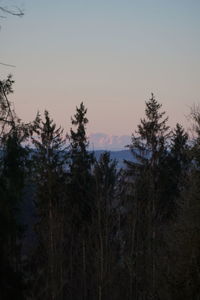 Silhouette of trees at sunset