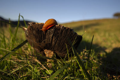 Close-up of mushroom growing on field