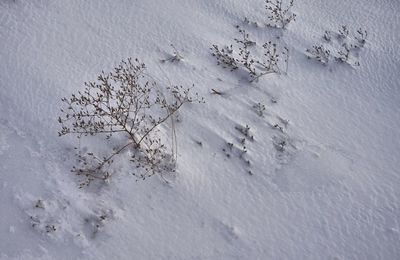 High angle view of plants in snow covered field