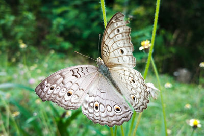 Close-up of butterfly