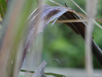 Close-up of wet plant