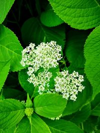 Close-up of white flowering plant