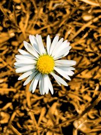 Close-up of white daisy flower