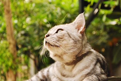 Close-up of a cat looking away