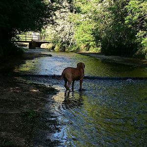 Dog with dog in water