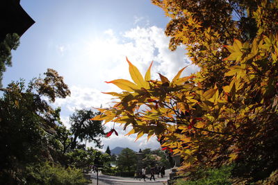 Low angle view of maple trees against sky