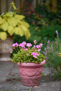 Close-up of potted plant