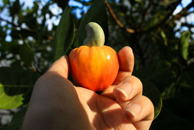 Close-up of hand holding fruit cashew