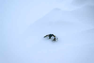 High angle view of insect on snow