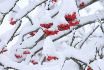 Snow covered red berries on tree