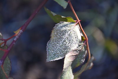 Close-up of snow on plant