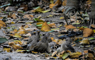 Close-up of birds on autumn leaves