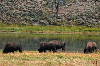 A herd of bison moves quickly along the firehole river in yellowstone national park