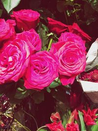 Close-up of pink rose