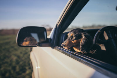 Close-up of dog in car