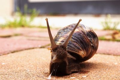 Close-up of an animal