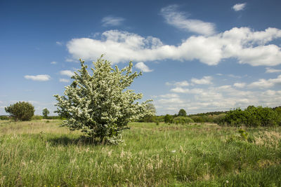 Spring tree on the meadow against sky