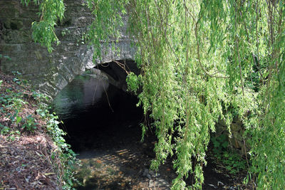 View of waterfall in forest