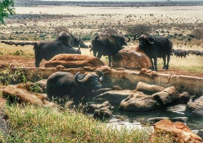 Grass grazing on field