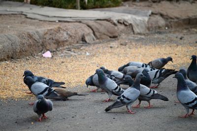 High angle view of pigeons on ground