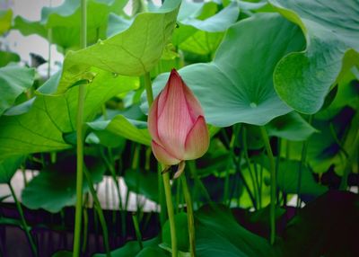 Close-up of lotus water lily