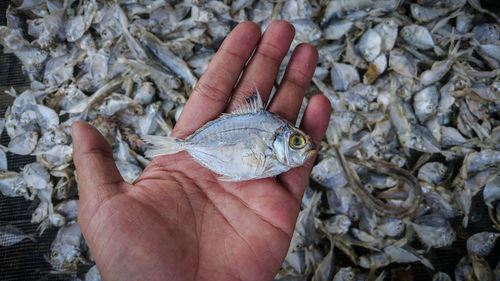 High angle view of person hand holding fish