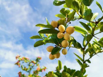 Low angle view of fruits growing on tree against sky