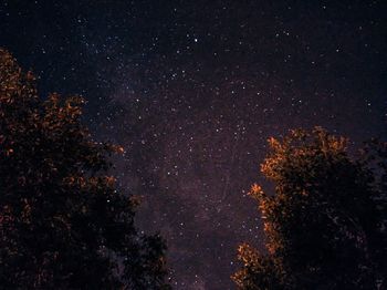 Low angle view of tree against sky at night