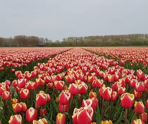 Red tulips in field